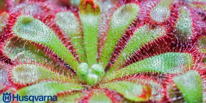 drosera-roseta