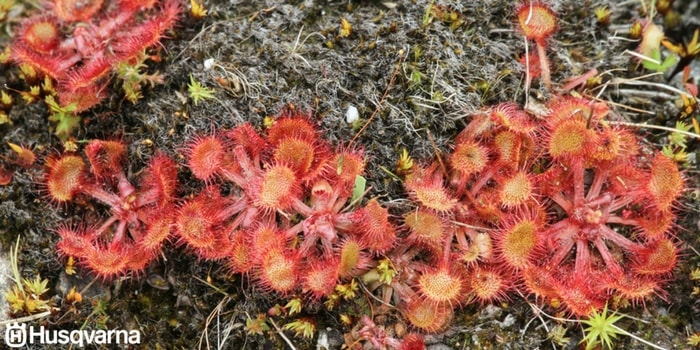 drosera-rotundifolia