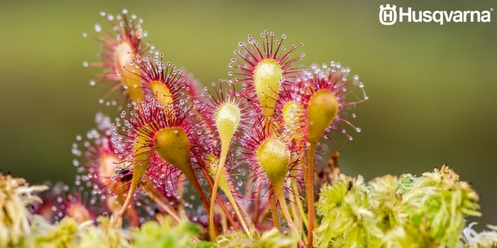 drosera