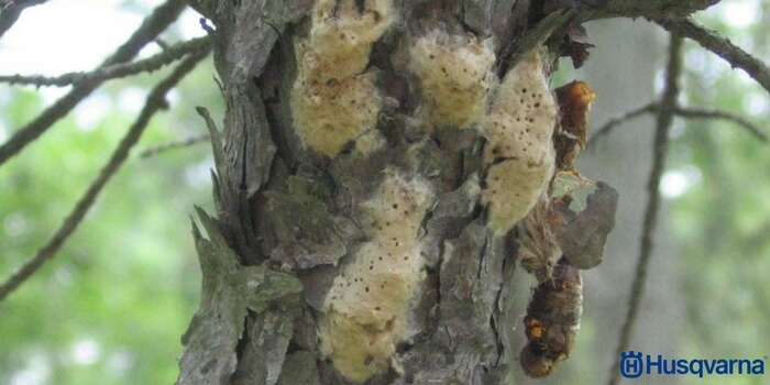 enfermedades-quercus-pyrinaica