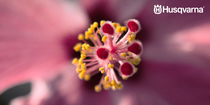 estambres-hibiscus-syriacus
