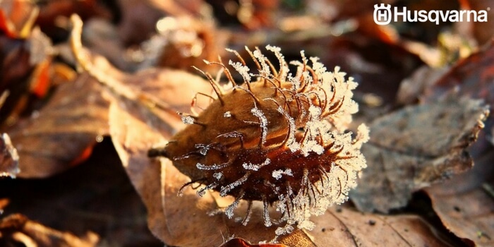 fagus-sylvatica-hayuco