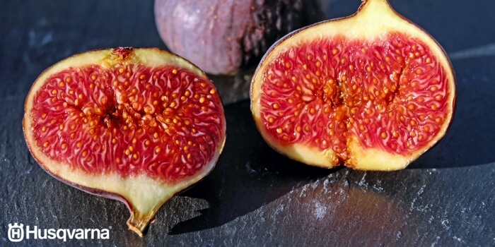 ficus-carica-fruto