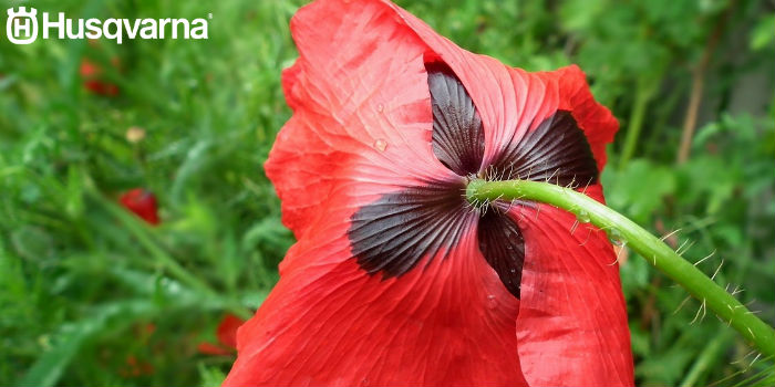 flor-amapola
