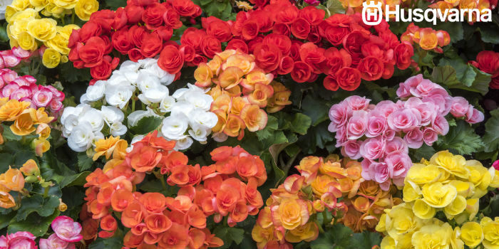 flor-begonia