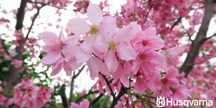 flor-de-cerezo