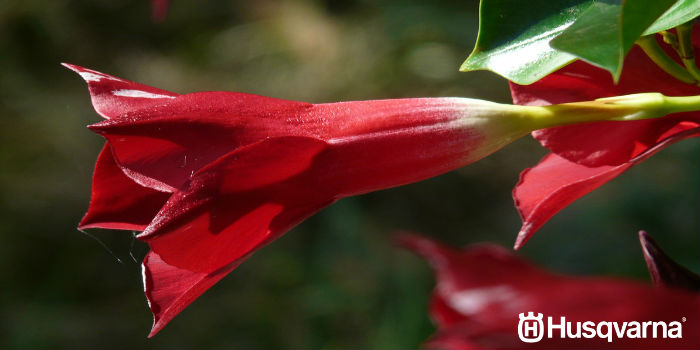 flor-dipladenia-trompeta