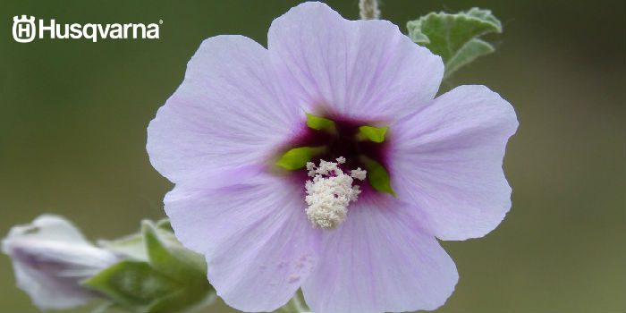 flor-hibiscus-syriacus