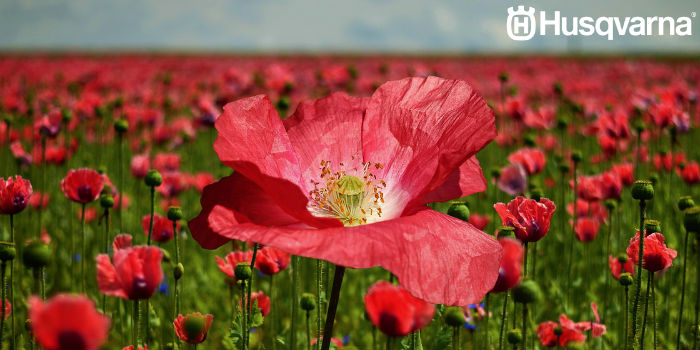 flores-de-amapola