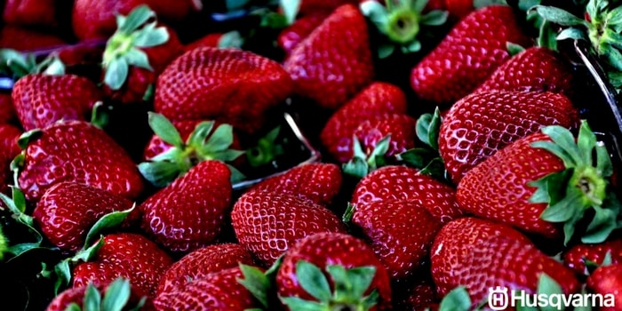 fresas