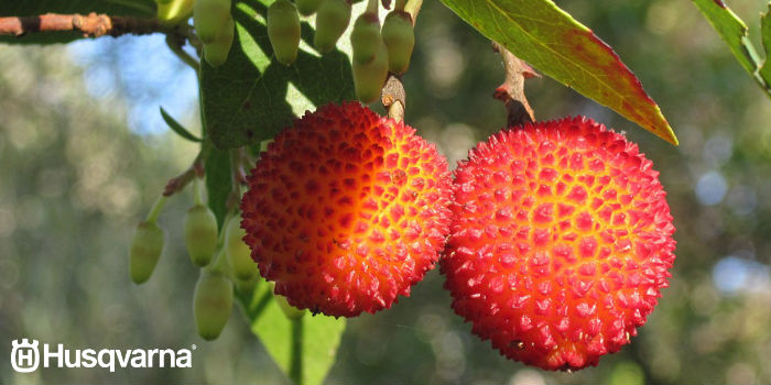 fruto-madroño