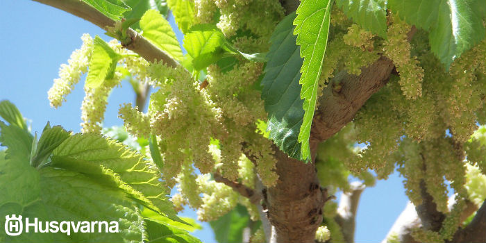 frutos-morus-alba