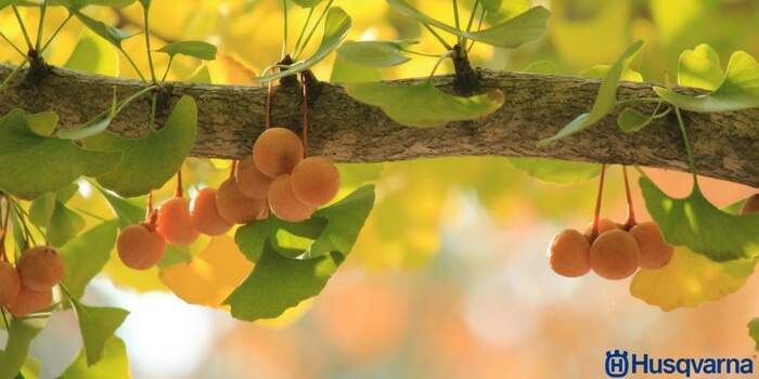 ginkgo-biloba-frutos