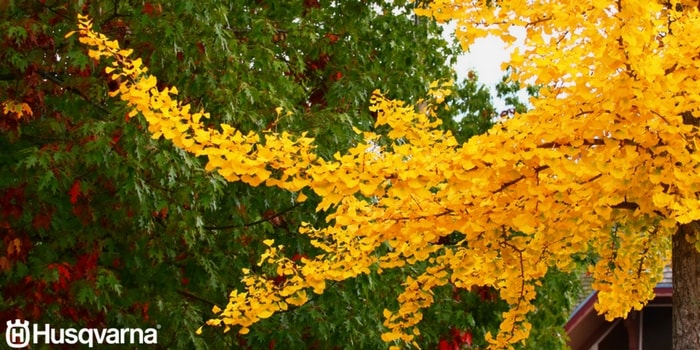 ginkgo-hojas
