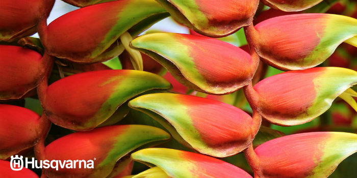 heliconia