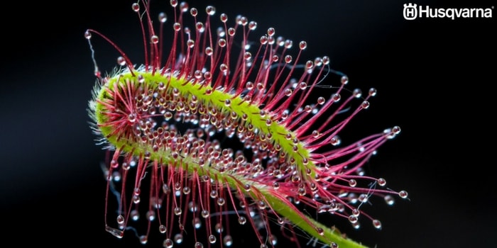 hoja-drosera