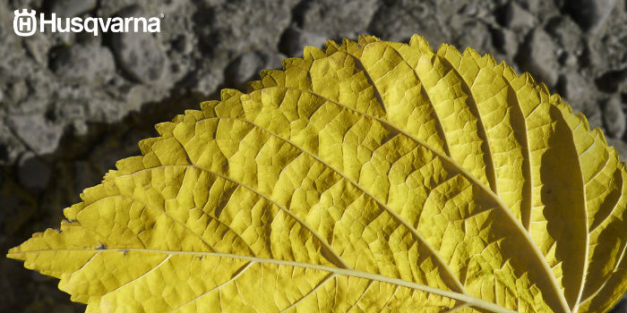 hoja-morus-alba