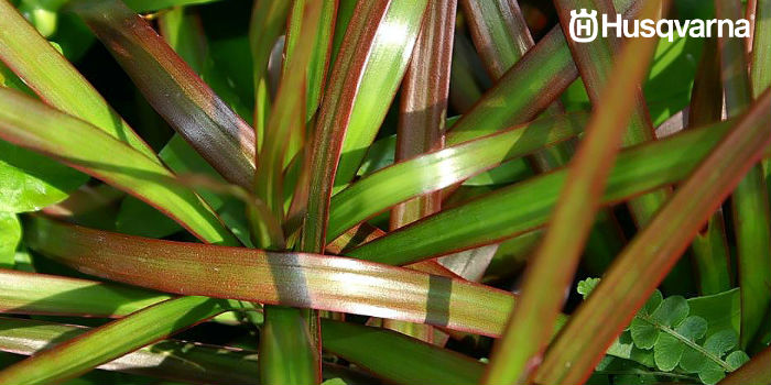 hojas-dracaena-marginata