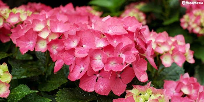 hortensias