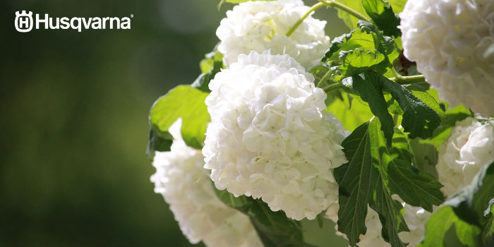 hortensias-blancas