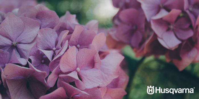 hortensias-violetas