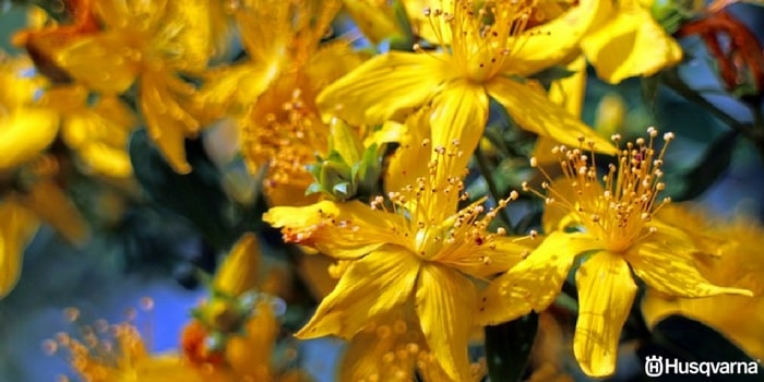 hypericum-perforatum-flores