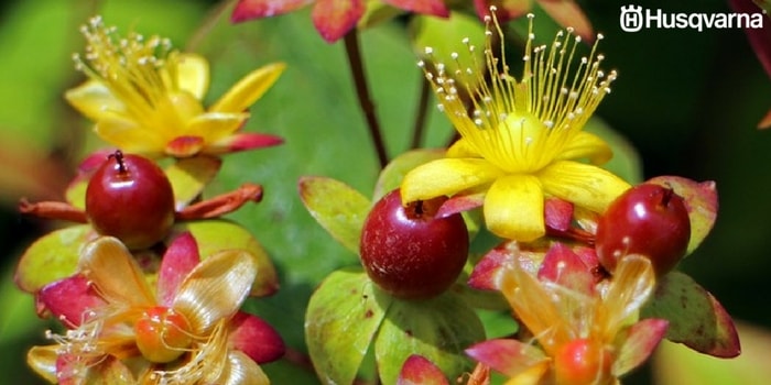 hypericum-perforatum-frutos