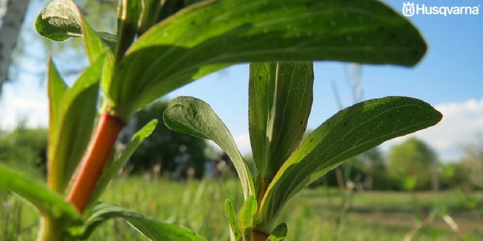 hypericum-perforatum-hojas