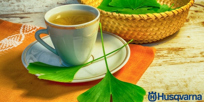 infusión-de-ginkgo