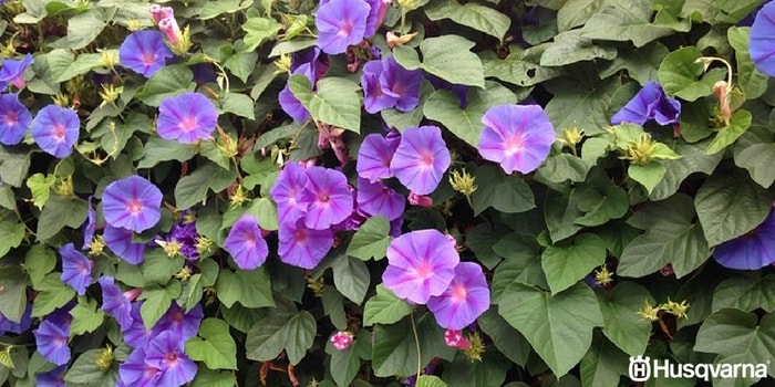 ipomoea-purpurea