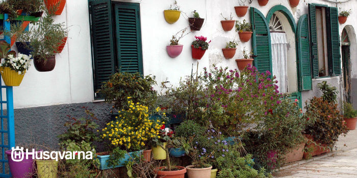 poligala-en-jardin