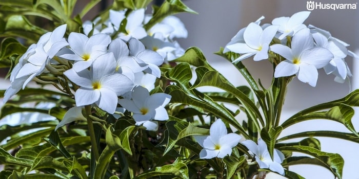 jasminum-officinale