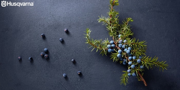 juniperus-communis-componentes