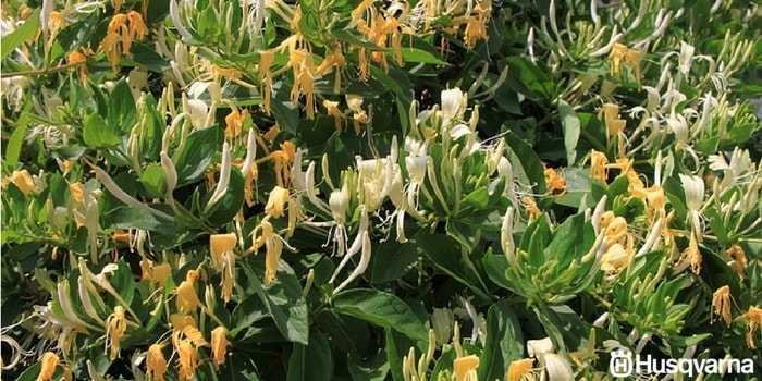 lonicera-caprifolium