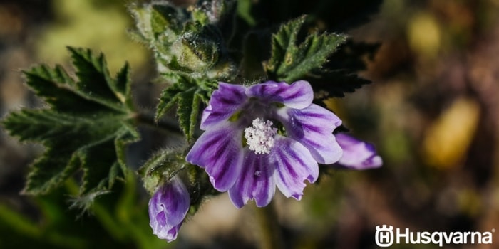 malva-flor