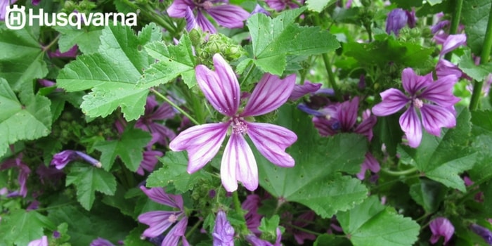 malva-silvestre