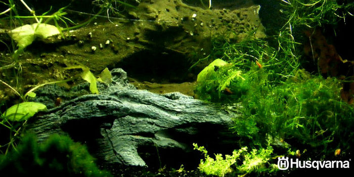 musgo-de-java-acuario