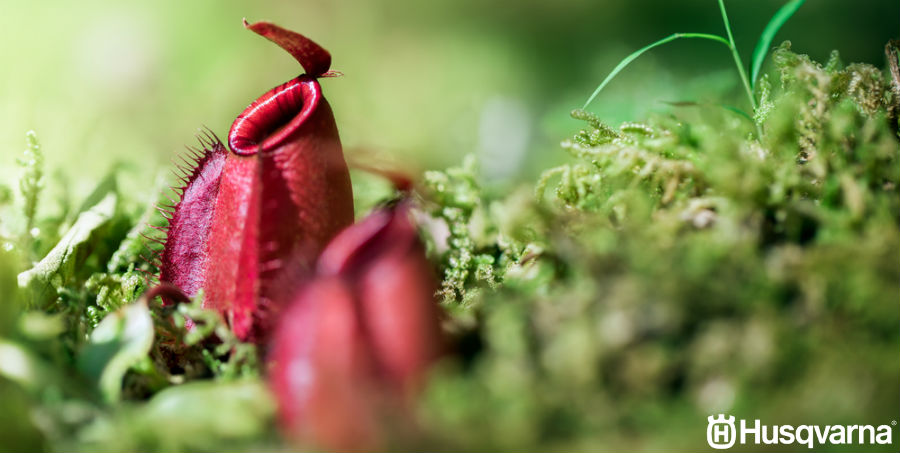 nephentes-planta-carnivora