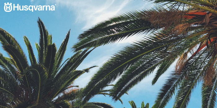 palmeras