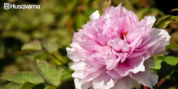 peonias