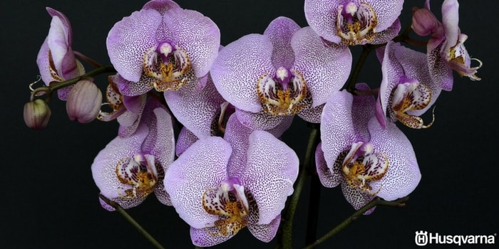 phalaenopsis