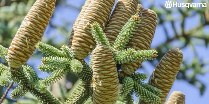 piñas-pinsapo