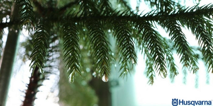 pinsapo-mojado-lluvia