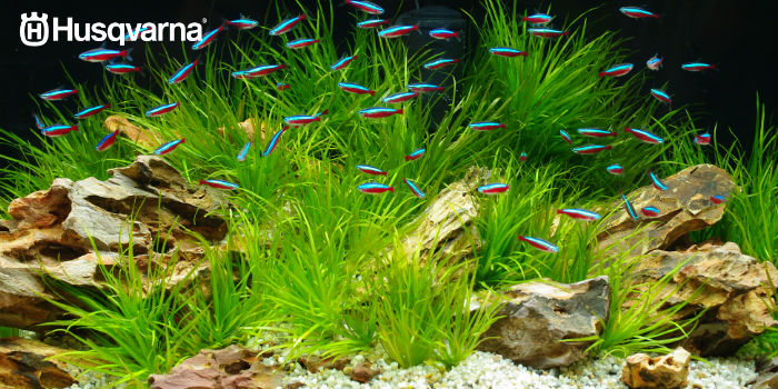 planta-acuario