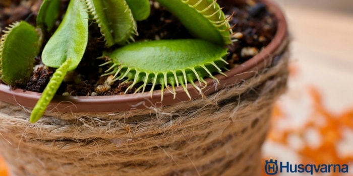 planta-carnívora-maceta