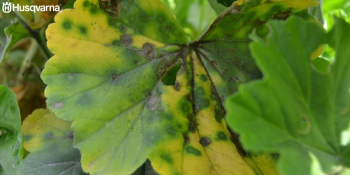 planta-con-hongo
