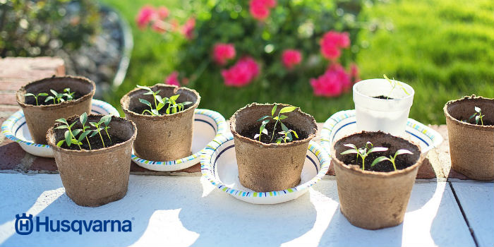 plantas-en-macetas