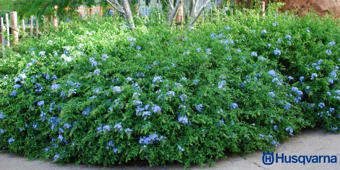 plumbago-características