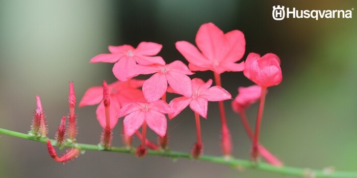 plumbago-especies