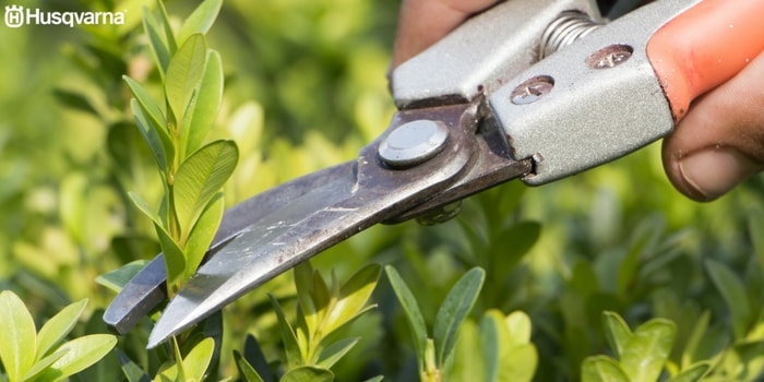poda-buxus-sempervirens
